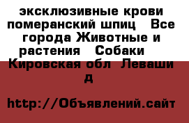 эксклюзивные крови-померанский шпиц - Все города Животные и растения » Собаки   . Кировская обл.,Леваши д.